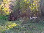 A kettes pont örzői