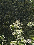 Keleti tigris fecskefarkú lepke (Papilio glaucus)