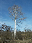 Fehérnyár (Populus alba)