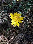 Tavaszi hérics (Adonis vernalis)