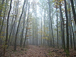 Őszi ködös erdő
