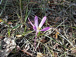 Homoki kikerics (Colchicum arenarium)