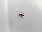 Nyugati levéllábú poloska (Leptoglossus occidentalis)