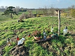 fent a dobtetőn