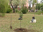Tilia argentea - szép nagyra tud nőni Tilia argentea - szép nagyra tud nőni