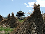 Madárles Madárles