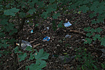 DSC07603 DSC07603
