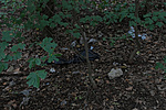 DSC07604 DSC07604