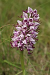Orchis simia Orchis simia