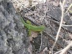 Zöld gyík (Lacerta viridis)