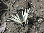 Kardoslepke (Iphiclides podalisius)