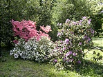 Rododendron