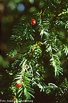 Tiszafa