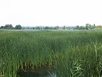 A mocsár, háttérben Rákoskeresztúr