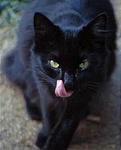 Miau!