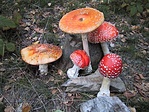 Légyölő galóca