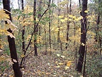 a környék