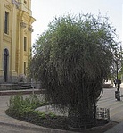 A lícium-fa háttérben a Nagytemplommal