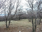 A közeli liget