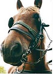 paci