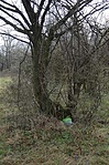 Egykori rejtekfa(innen 15m)