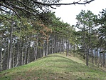 A hegygerinc