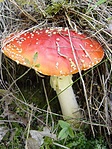 Légyölő galóca a Geofa (GCGEOF) és a Kőhodály (GCKOHO) között félúton