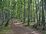 A Büdös-hegy oldalában vezető ösvényen