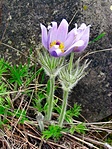 Leánykökörcsin (Pulsatilla grandis)