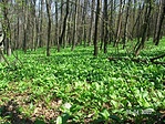 Tavaszi erdő