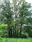 A nyolc tölgy.