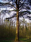 A libanoni cédrus