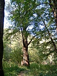A láda otthona még élve