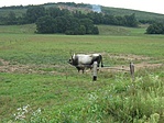 Kormos bika