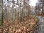 Erdei út