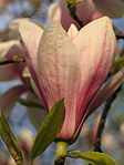 Tulipánfa virága áprilisban