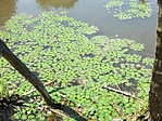 Sulyom-mező