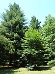 Arborétum-részlet