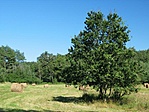 345. Őrség