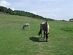 A vár melletti legelőn