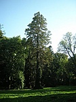 Mamutfenyő