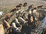 Disznók