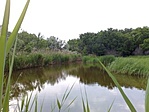 Palama