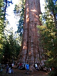 Na,ez NEM az a fa (General Sherman)