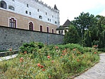 Rózsák