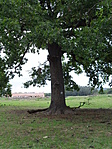 Tölgymatuzsálem