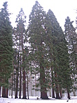 Dendrománia