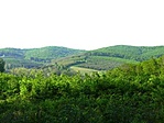 Panoráma