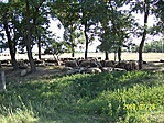 Pihi