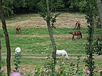 Közeli lovak